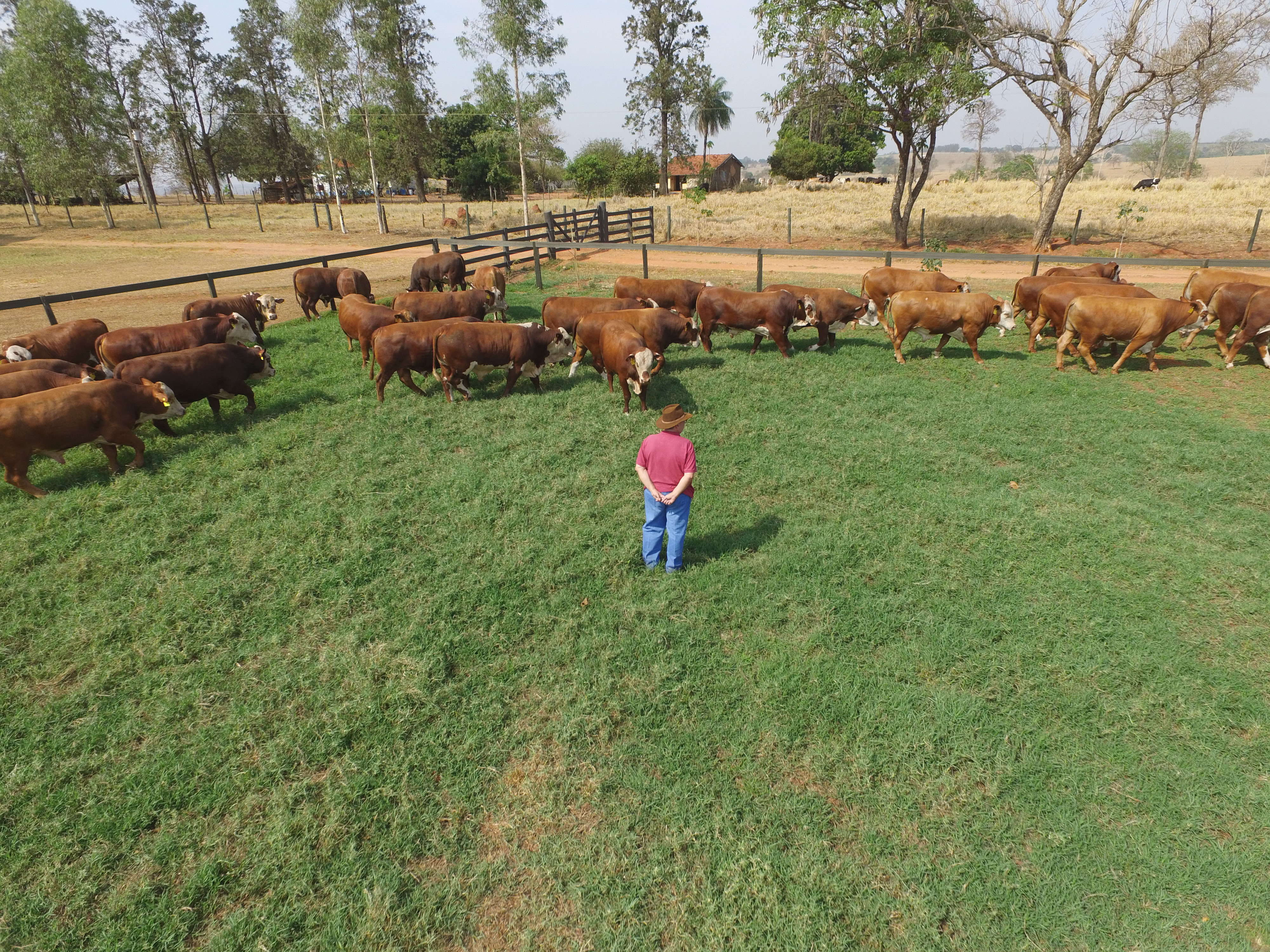 Fazenda Nova deve movimentar neste domingo, em todo país, o comércio de gado