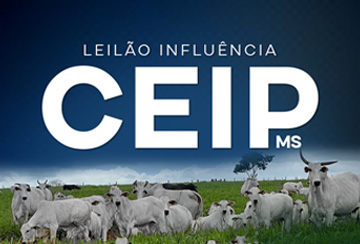 LEILÃO INFLUÊNCIA CEIP MS