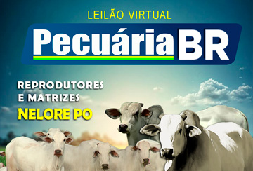 LEILÃO PECUÁRIA BR