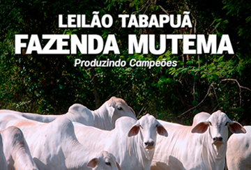 LEILÃO TABAPUÃ FAZENDA MUTEMA