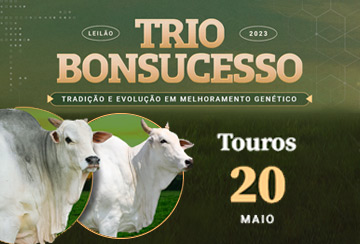 LEILÃO TRIO BONSUCESSO - TOUROS