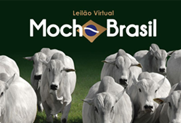 LEILÃO VIRTUAL MOCHO BRASIL