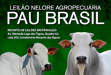 LEILÃO NELORE AGROPECUARIA PAU BRASIL