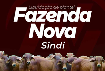 LEILÃO LIQUIDAÇÃO DE PLANTEL SINDI FAZENDA NOVA