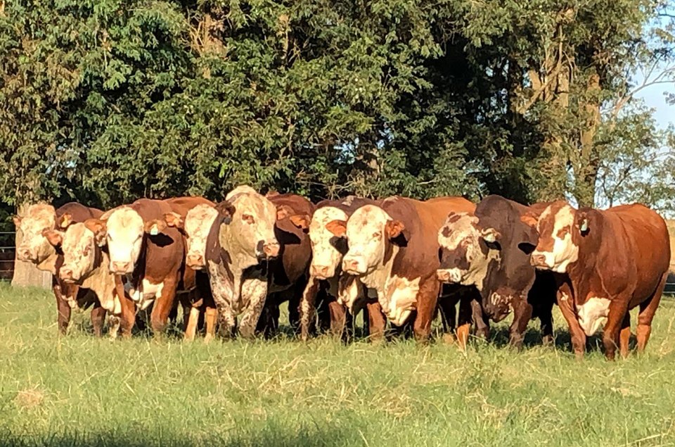 Remate Conexão Pampa oferta touros e ventres Hereford e Braford