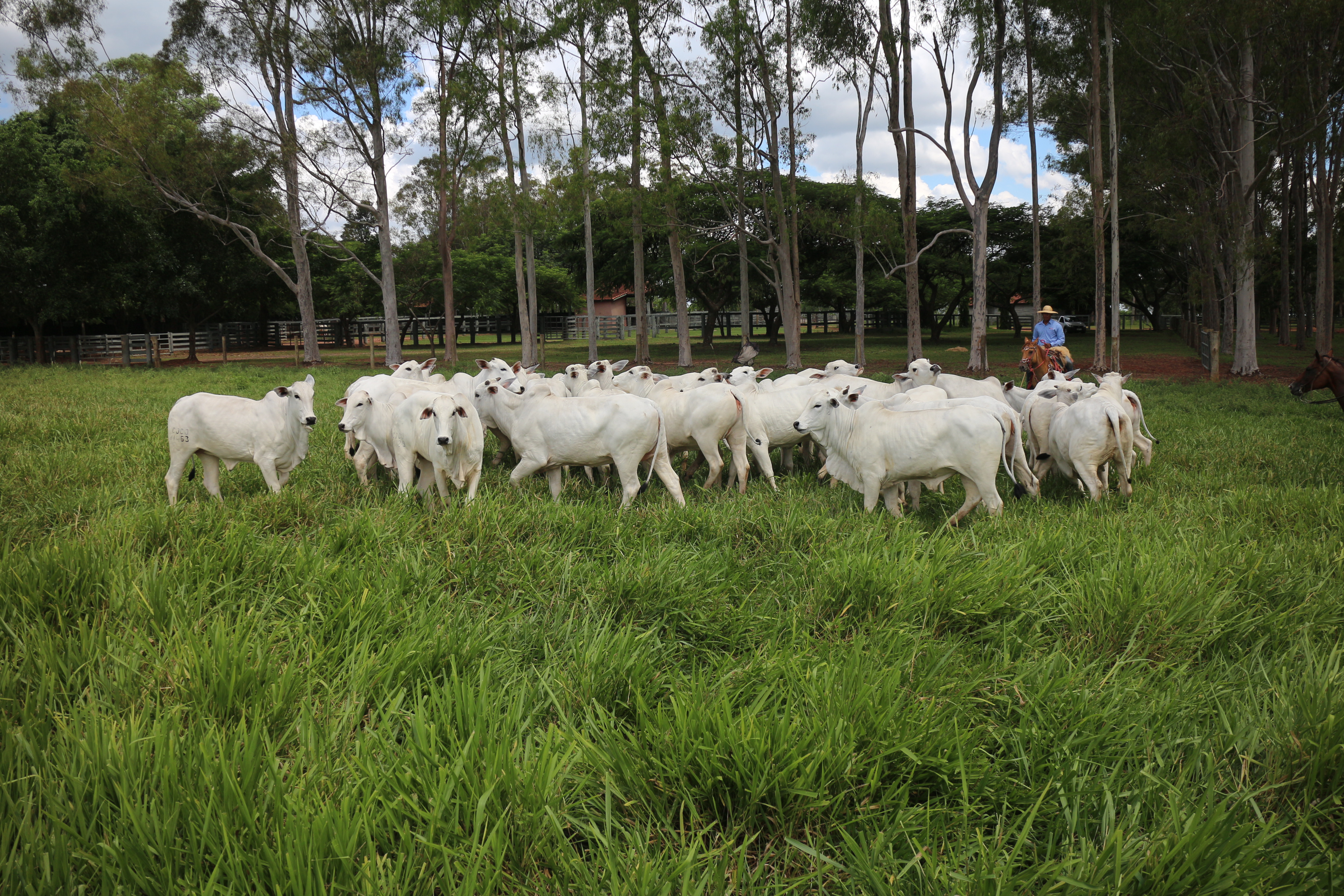 Remate de precoces inicia as comemorações pelos 30 anos de Leilão Fazendas SantAnna