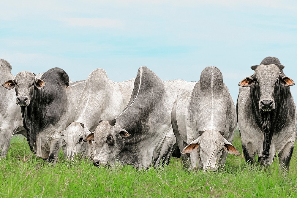 Onix Agropecuária e Nelore Zeus ofertam touros melhoradores e 3000 animais de corte