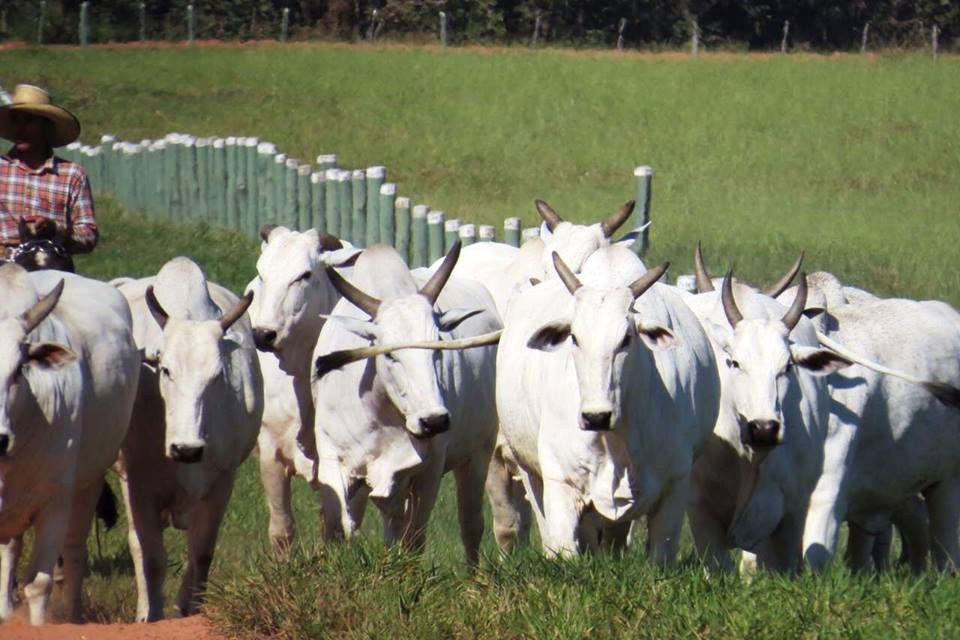 Fazenda Modelo realiza oferta de gado de corte, reprodutores e novilhas