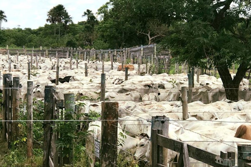 Central Leilões reinicia agenda de remates no Pantanal do Paiaguás no dia 22 de fevereiro