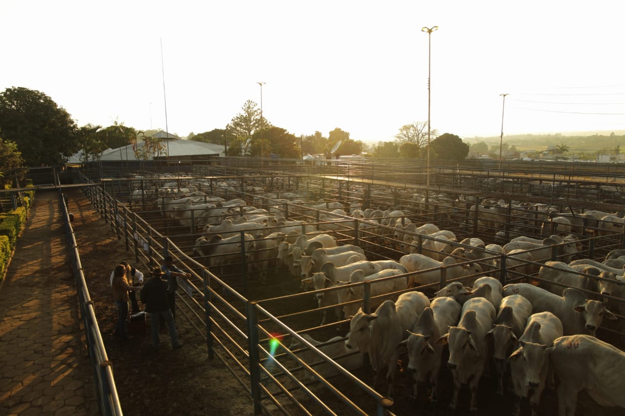 Megaleilão Nelore CFM venderá 1.000 touros avaliados a campo