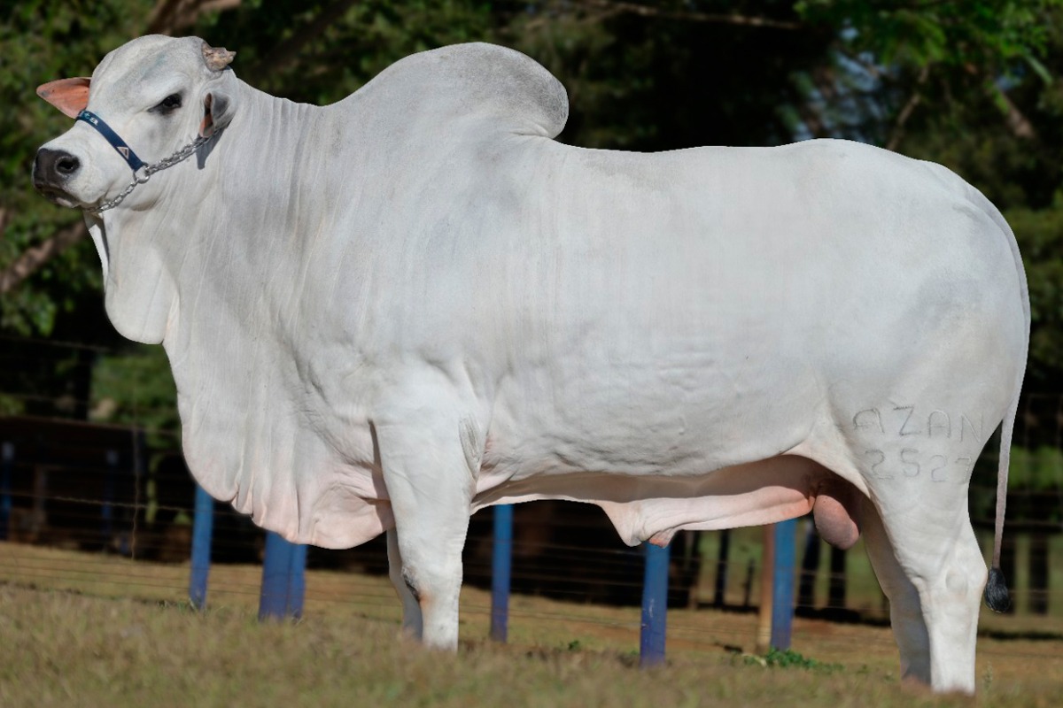 Semana do Zebu apresenta lives com foco nos leilões da 86ª ExpoZebu