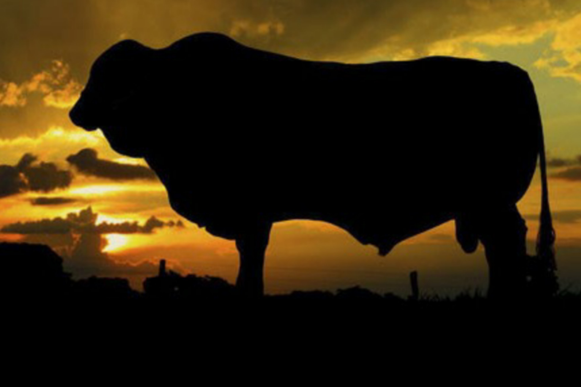 ReferÃªncia na raÃ§a, Genetropic Senepol promove remate de touros