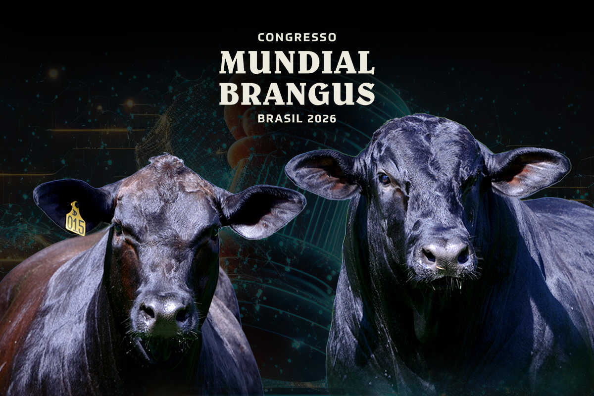 Central Leilões vai promover excelentes negócios no Congresso Mundial Brangus