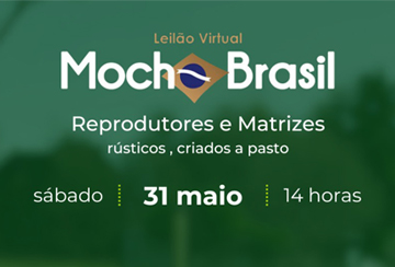 LEILÃO VIRTUAL MOCHO BRASIL