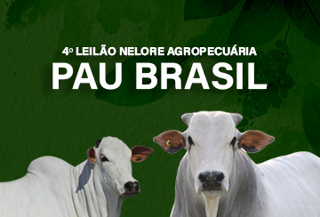 4º LEILÃO NELORE AGROPECUÁRIA PAU BRASIL