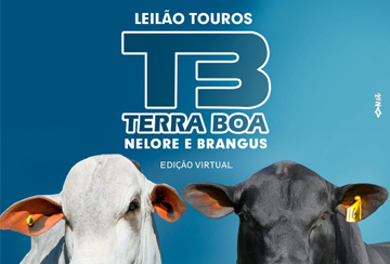 LEILÃO TOUROS TERRA BOA