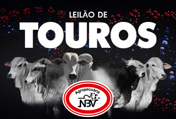 LEILÃO DE TOUROS AGROPECUÁRIA NBV