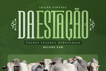 LEILÃO VIRTUAL DA ESTAÇÃO TOUROS FAZENDA BONSUCESSO NELORE ZAN