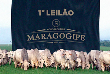 1º LEILÃO E DIA DE CAMPO AGROPECUÁRIA MARAGOGIPE