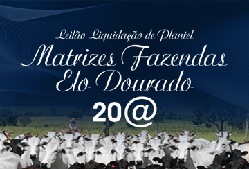 LEILÃO LIQUIDAÇÃO DE PLANTEL MATRIZES FAZENDAS ELO DOURADO 20 ARROBAS