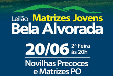 LEILÃO MATRIZES JOVENS BELA ALVORADA