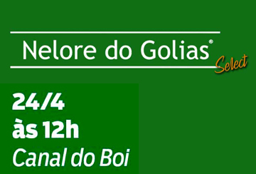 LEILÃO NELORE DO GOLIAS SELECT
