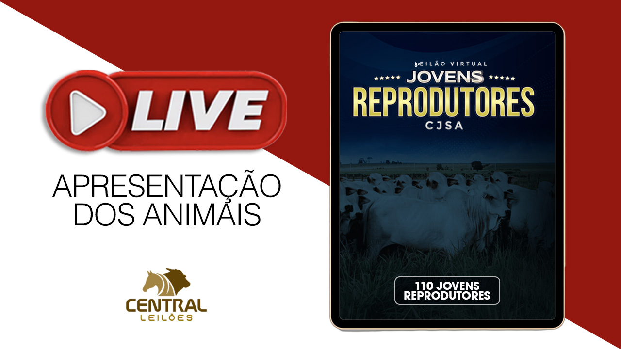 LIVE APRESENTAÇÃO DOS ANIMAIS - 8º LEILÃO VIRTUAL JOVENS REPRODUTORES CJSA