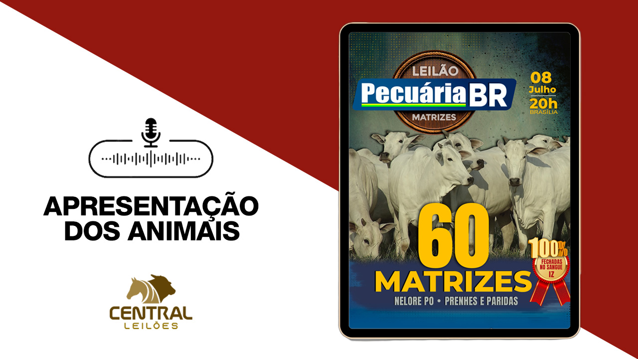 APRESENTAÇÃO DOS ANIMAIS -  LEILÃO PECUÁRIA BR - MATRIZES