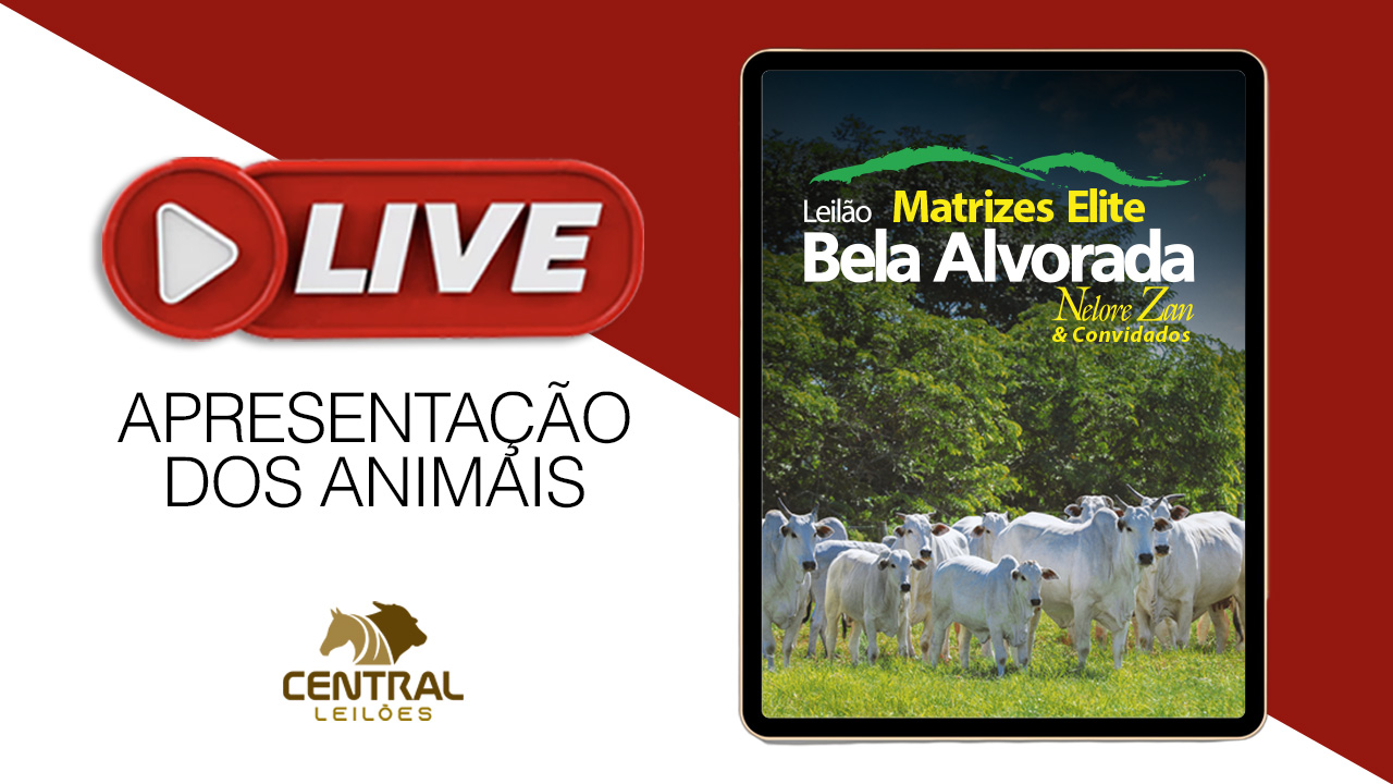 LIVE APRESENTAÇÃO DOS ANIMAIS -  LEILÃO MATRIZES ELITE BELA ALVORADA NELORE ZAN & CONVIDADOS
