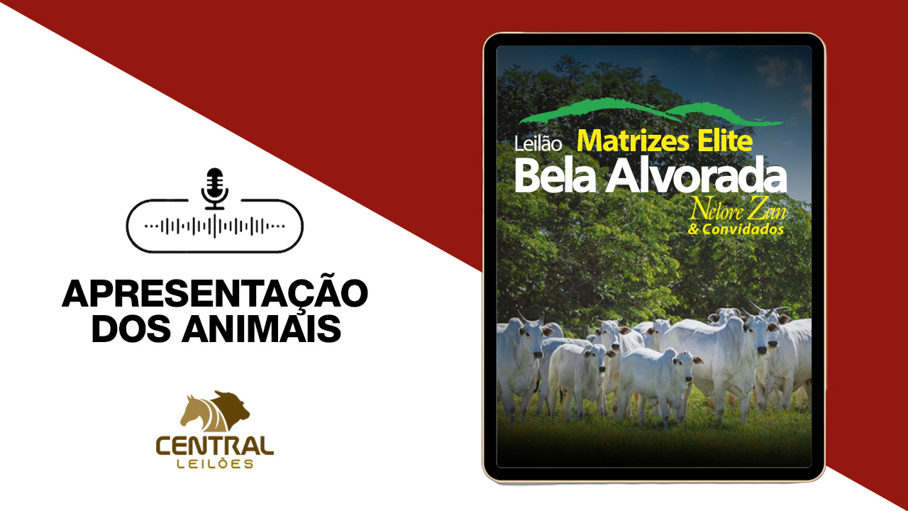 APRESENTAÇÃO DOS ANIMAIS -  LEILÃO MATRIZES ELITE BELA ALVORADA NELORE ZAN & CONVIDADOS
