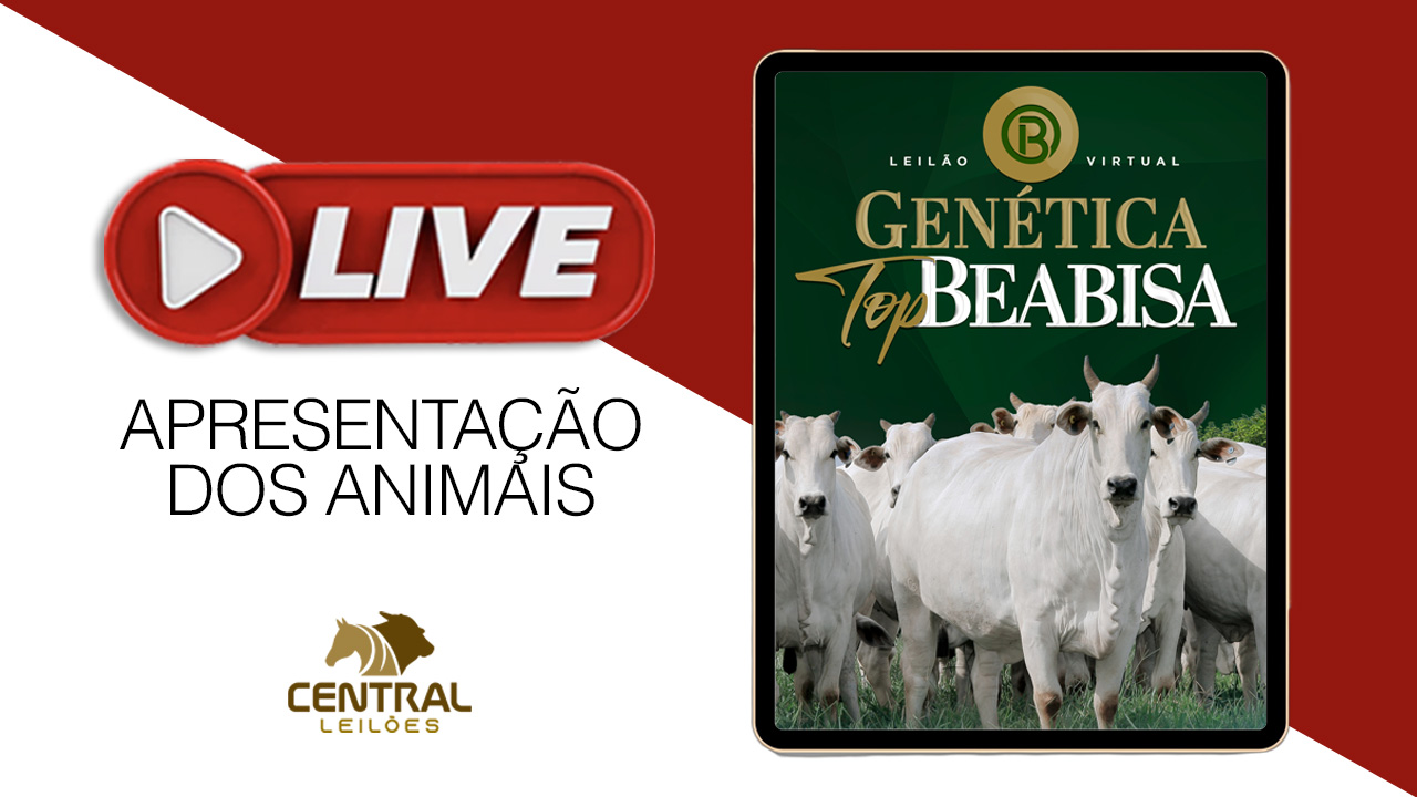 LIVE APRESENTAÇÃO DOS ANIMAIS -  LEILÃO VIRTUAL GENÉTICA TOP BEABISA